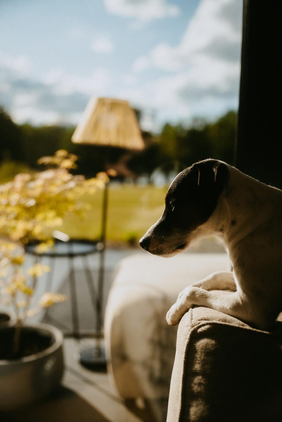 Pets