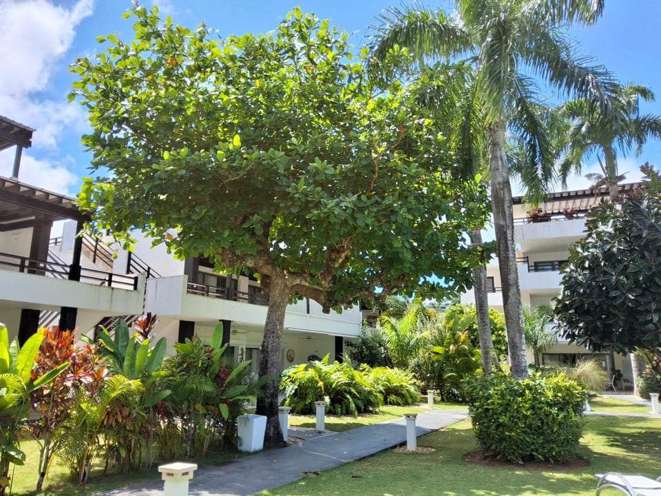 Aligio Aparthotel, Beachfront, Las Terrenas Apartment in Las Terrenas