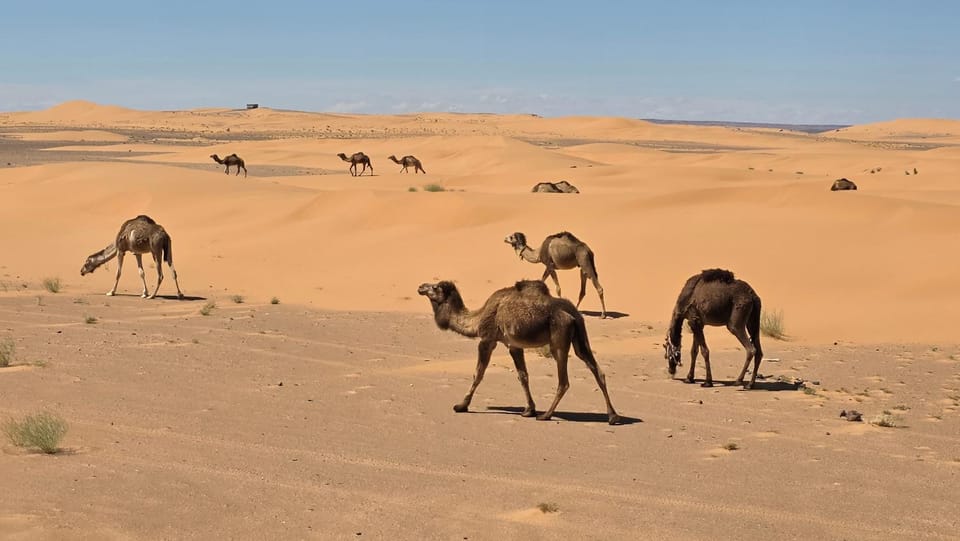 Royal Sahara Dome Camp Hotel in Morocco