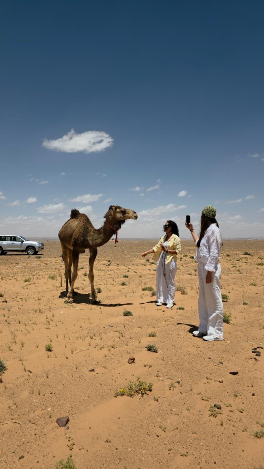 Day, Animals, group of guests