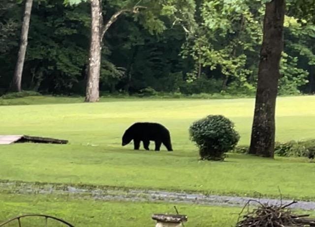 Natural landscape, View (from property/room), Animals