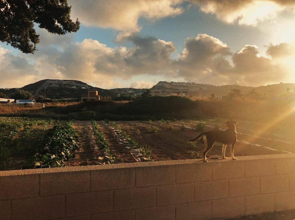 Sevoula studios Apartment in Kos, Greece