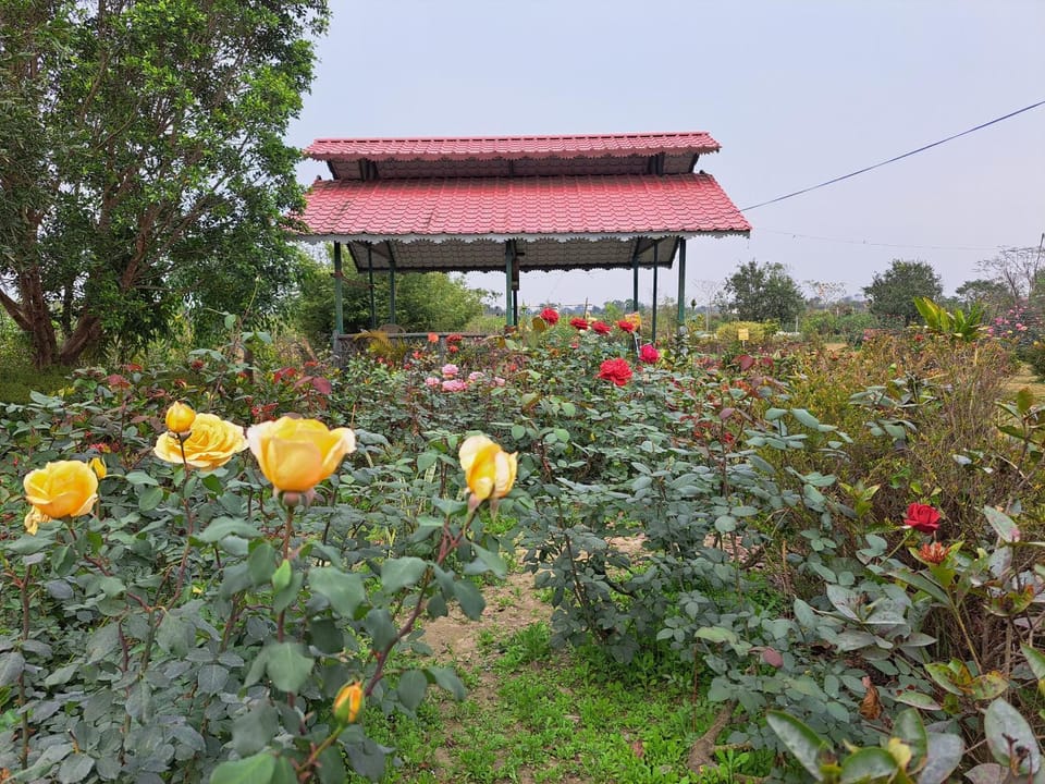 Garden view