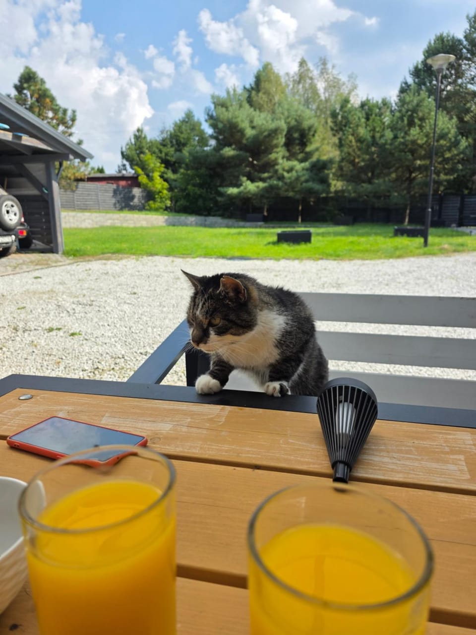 Day, Garden, Pets, Garden view