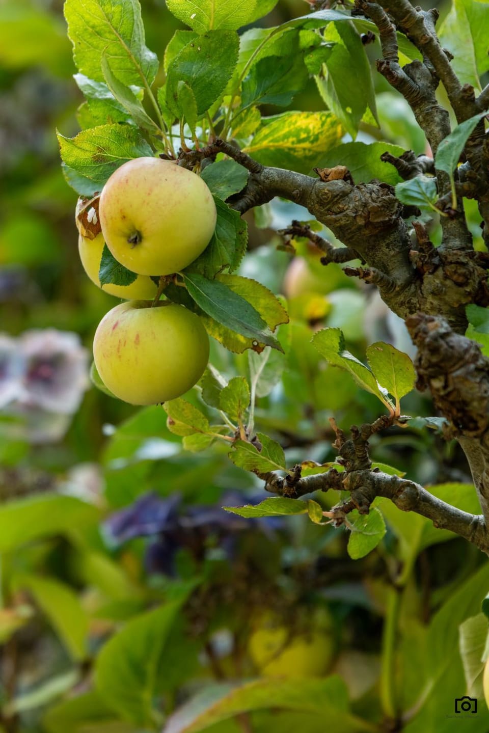 Spring, Food and drinks, Food