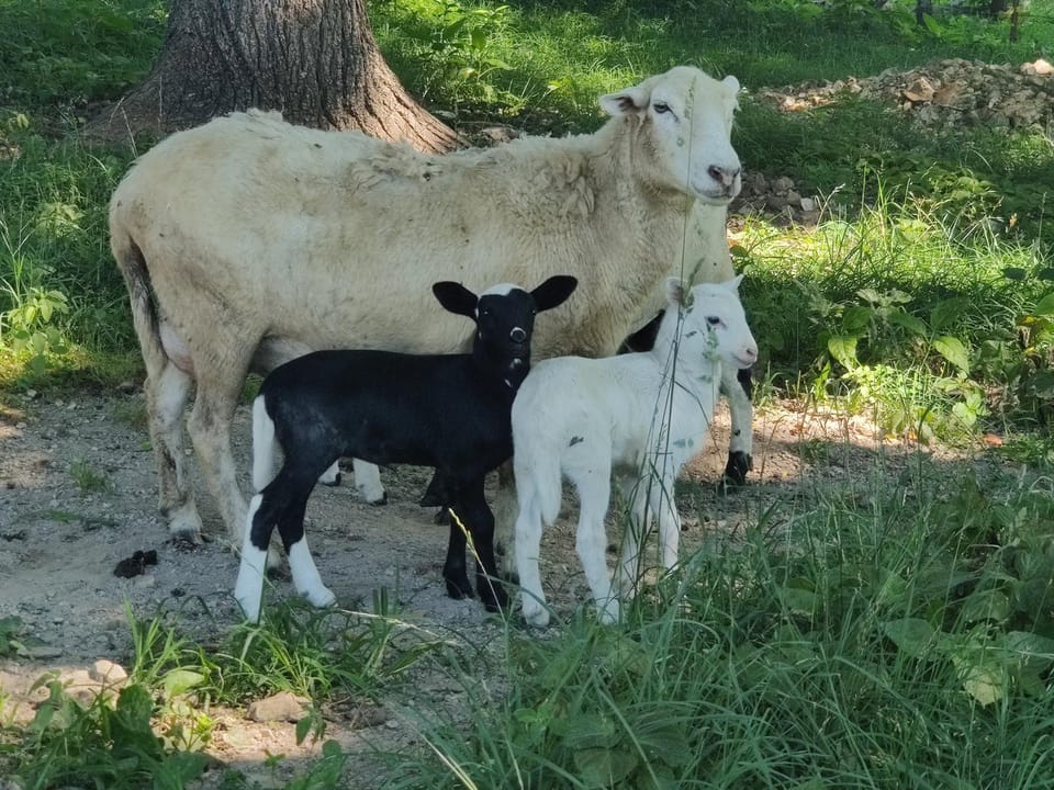 Cozy Tiny Home on the Farm On-Site Farm Animals House in Buffalo River