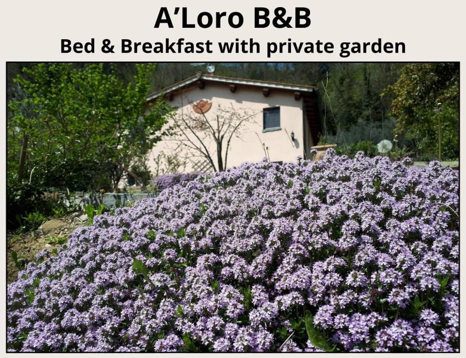 Spring, Day, Garden, Garden view
