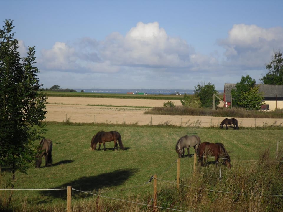 Horse-riding, Animals, On site