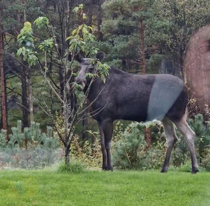Natural landscape, Garden, Animals