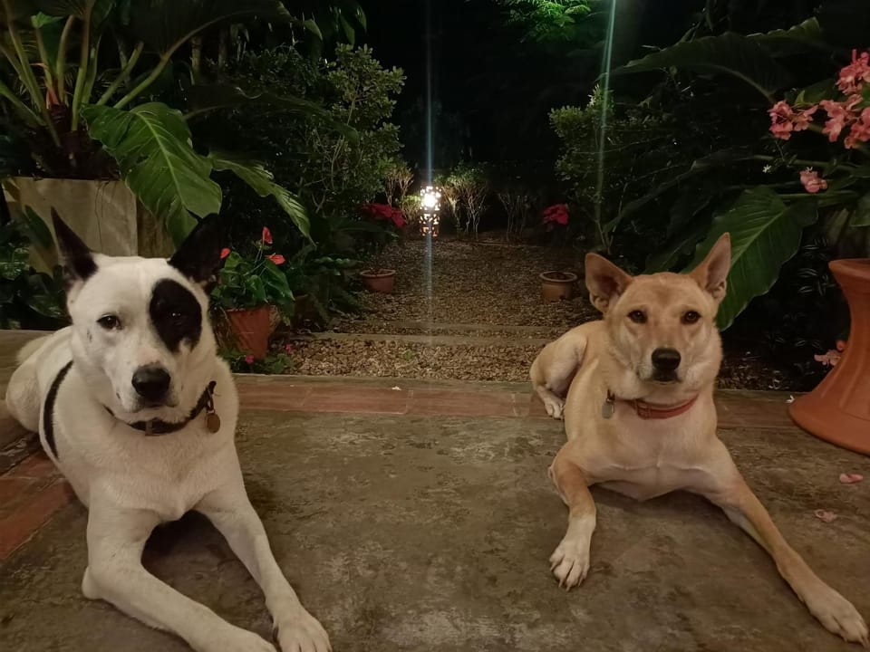 Pets
