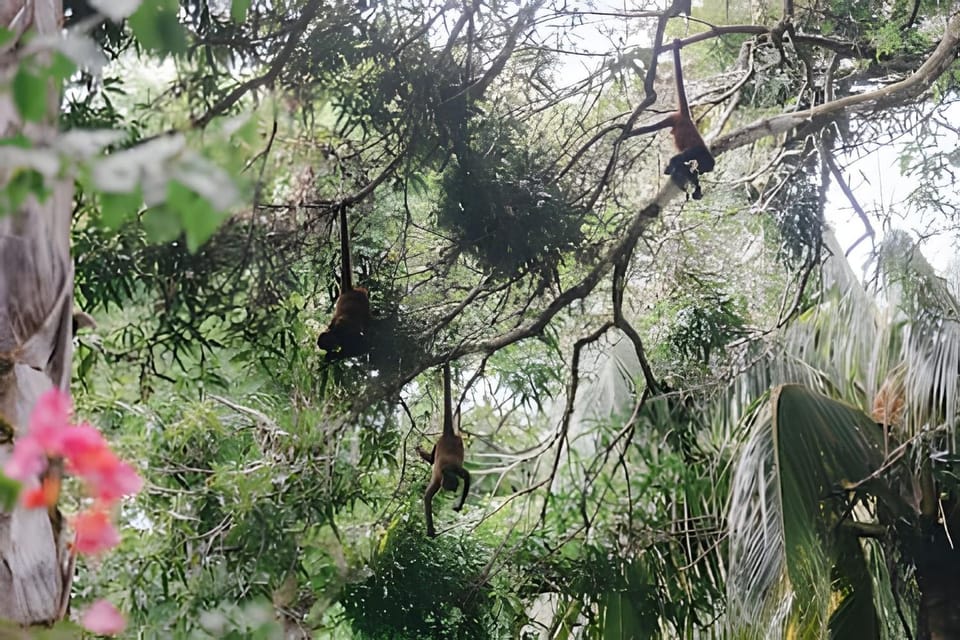 Animals