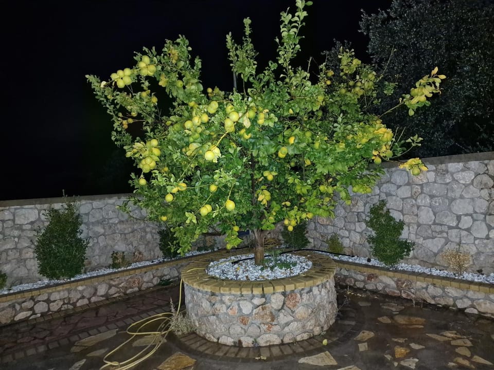 Night, Garden, Garden view
