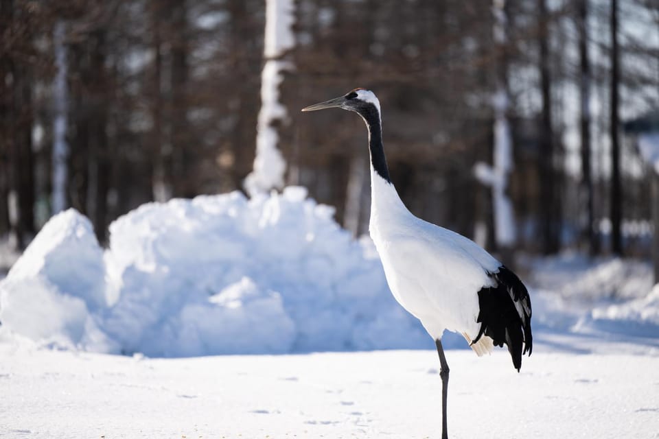 Winter, Animals