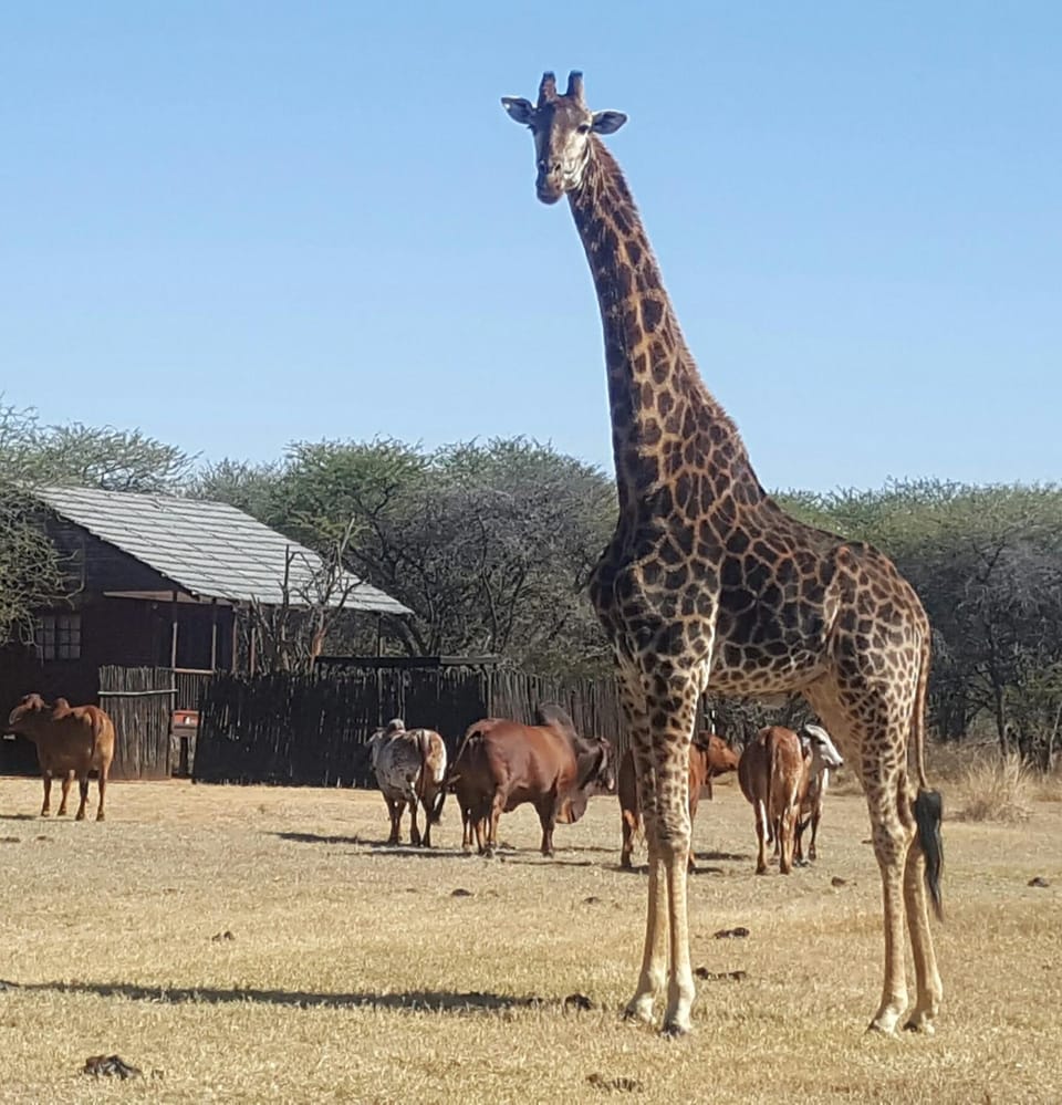 Animals
