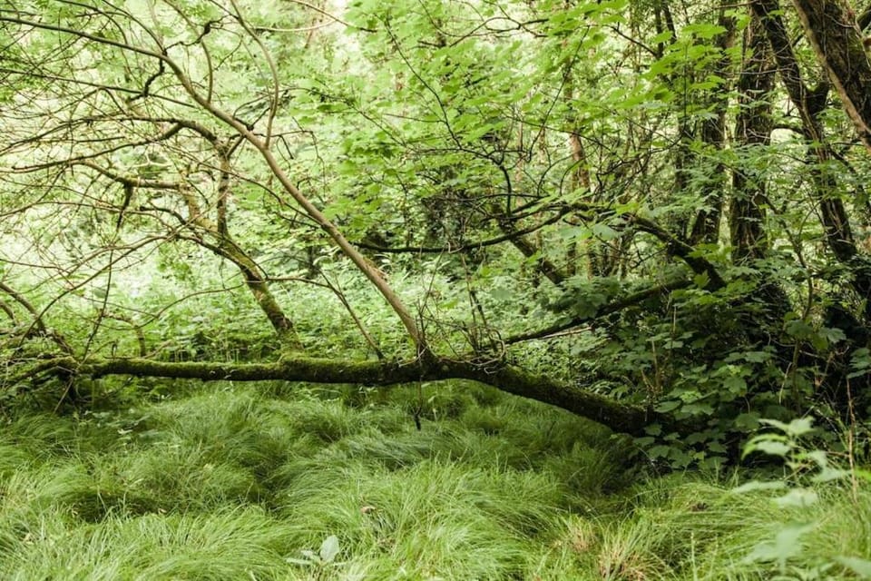 Natural landscape, Garden