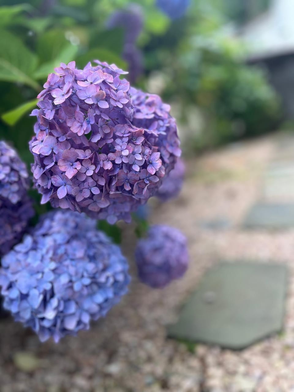 Spring, Garden