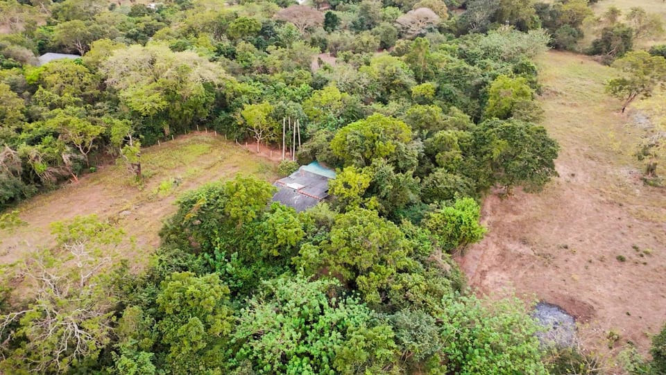 Natural landscape, Bird's eye view, Garden, Garden view
