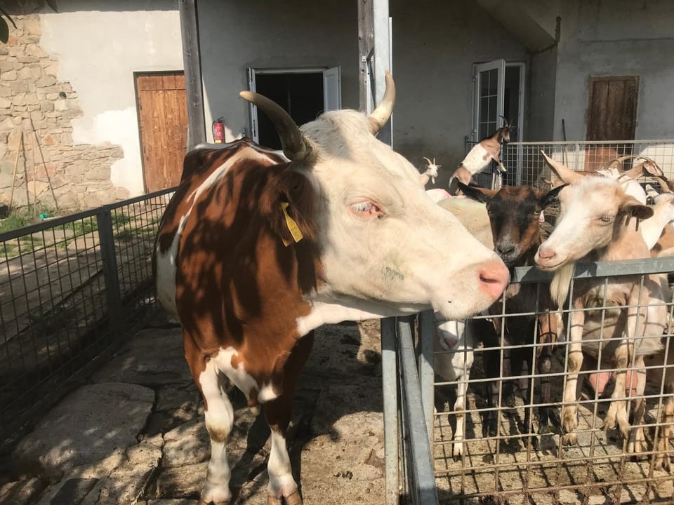 Animals