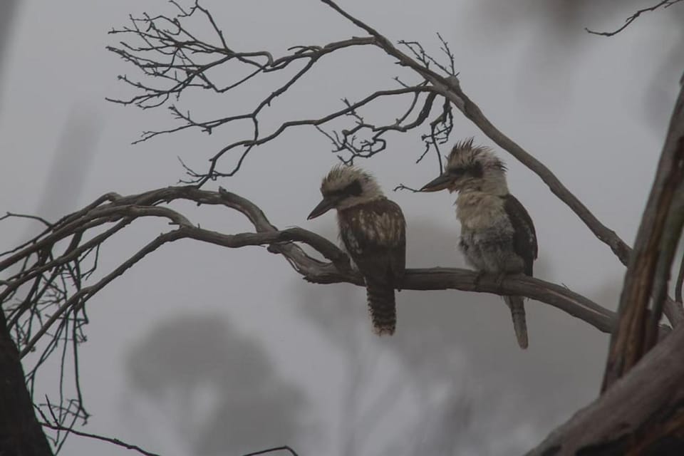 Animals