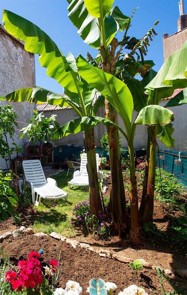 Day, Garden view