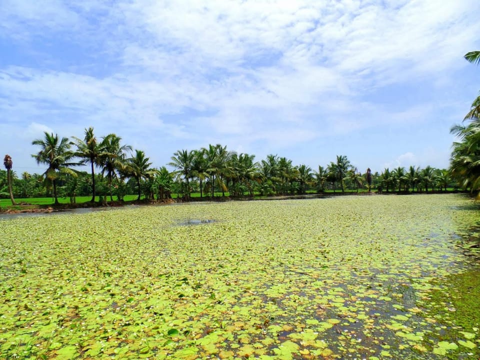 Natural landscape, Other
