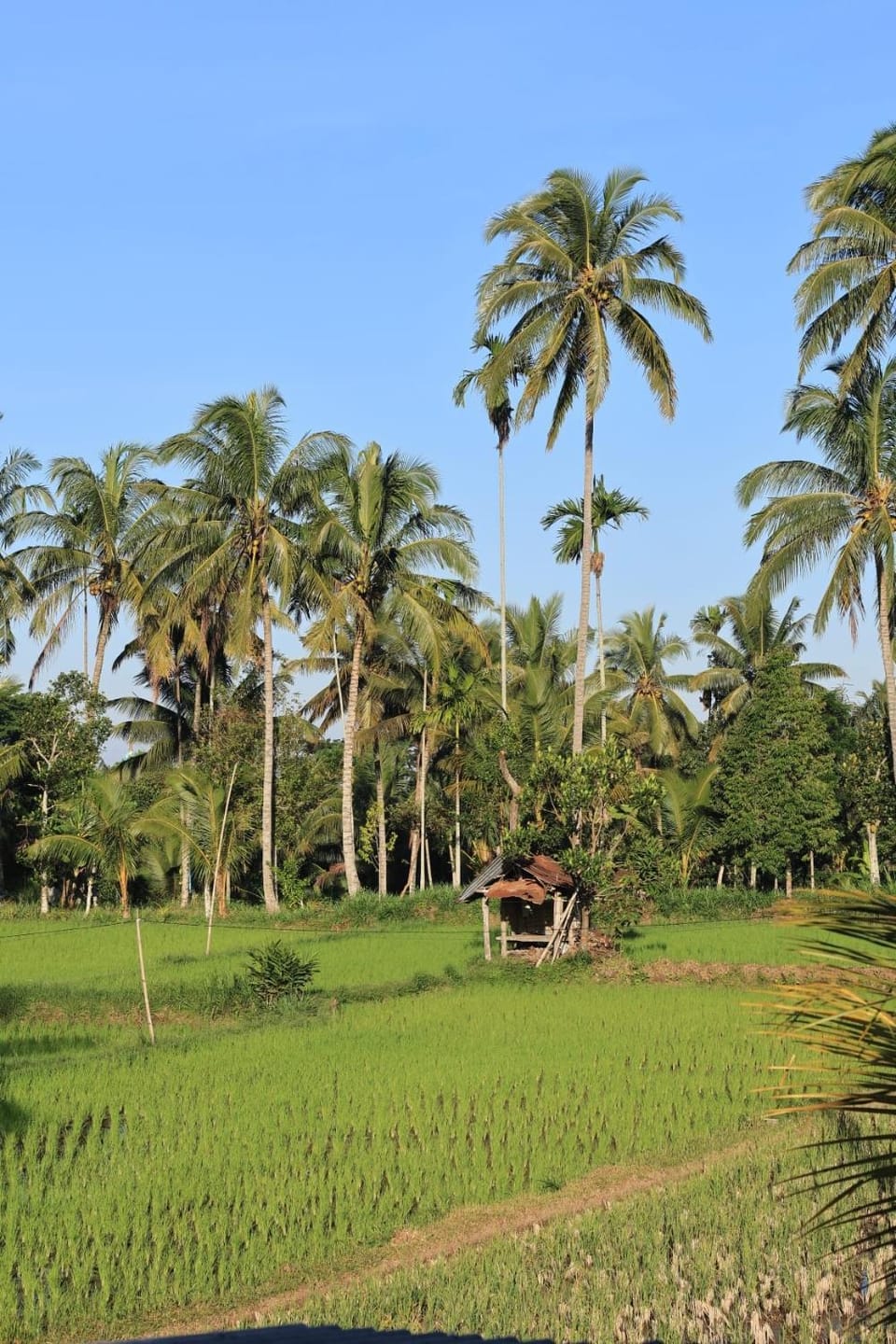 Rice Field inn - Lombok Vacation rental in West Nusa Tenggara, Indonesia
