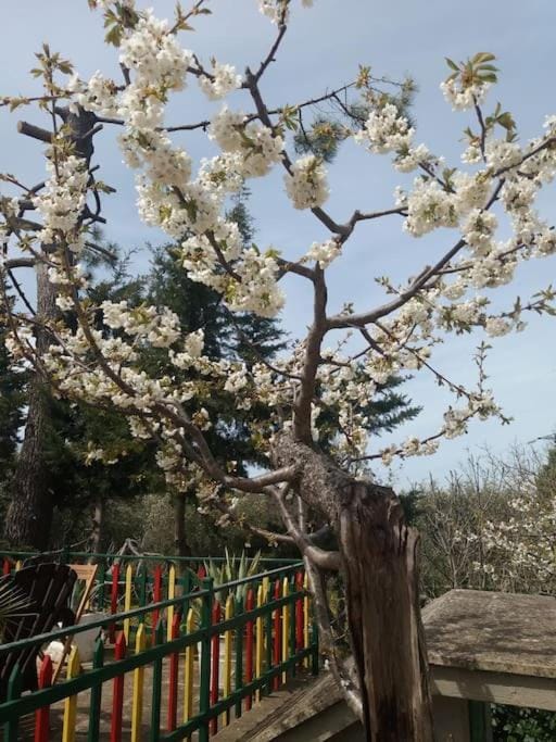 Trulli di Mastro Ciccio Apartment in Province of Taranto