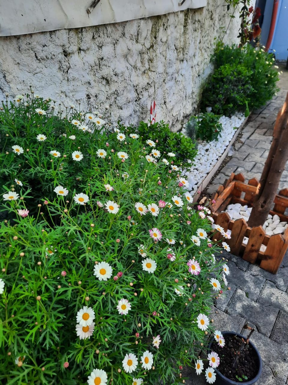 Spring, Day, Garden, Garden view