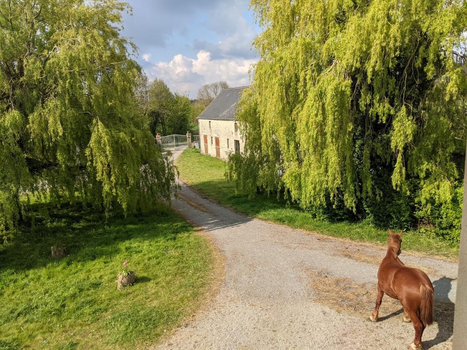Spring, Natural landscape, Animals
