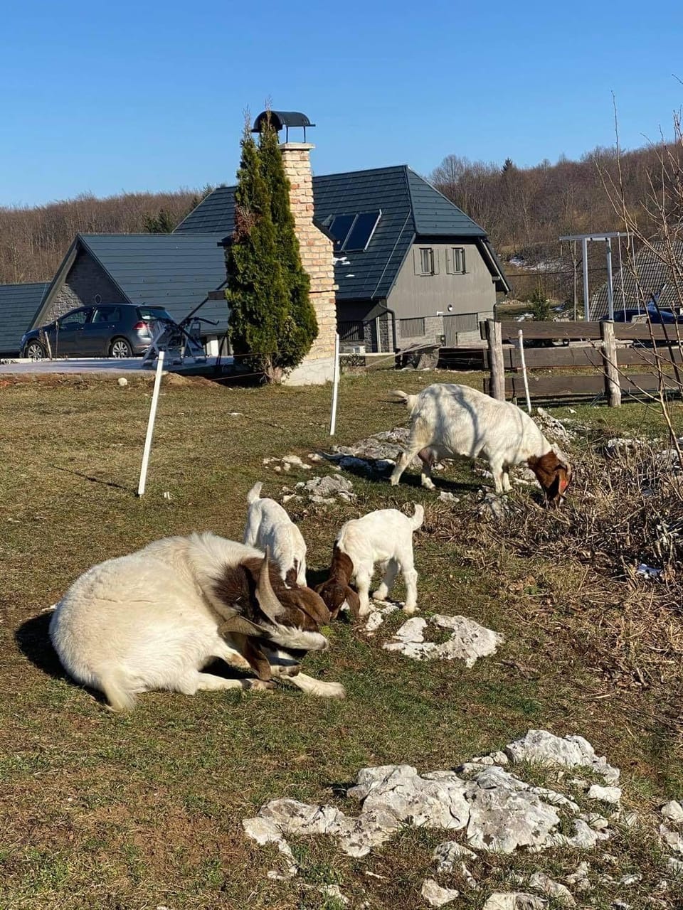 Day, Animals