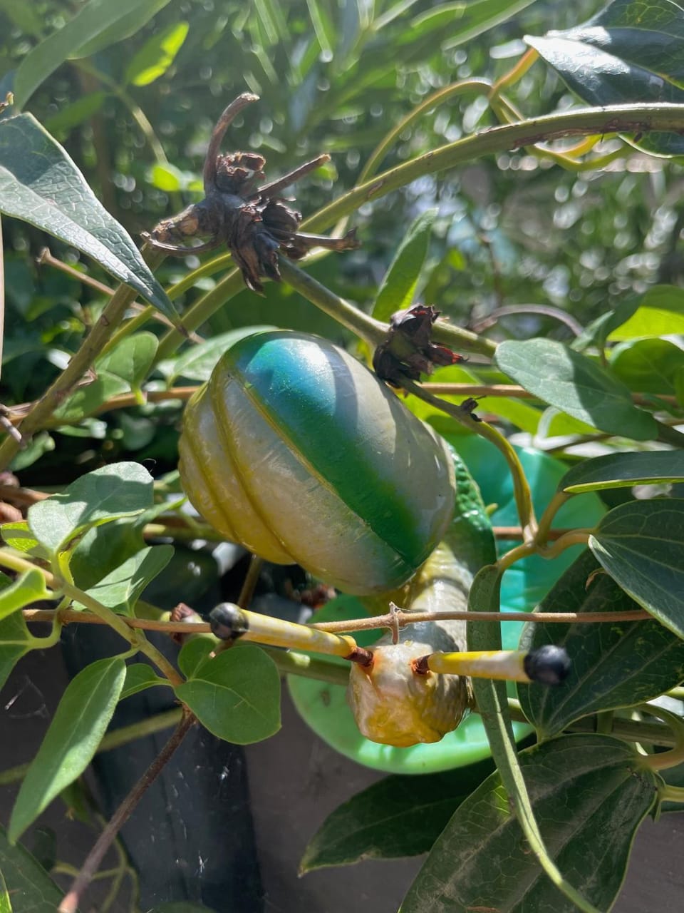 Agapi Mou Villa in Les Baux-de-Provence