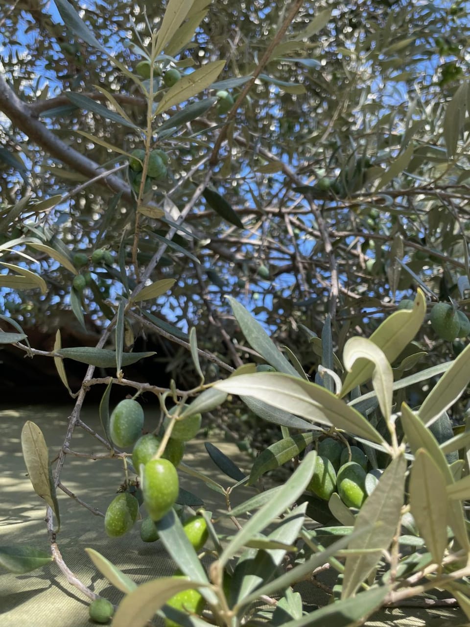 Agapi Mou Villa in Les Baux-de-Provence