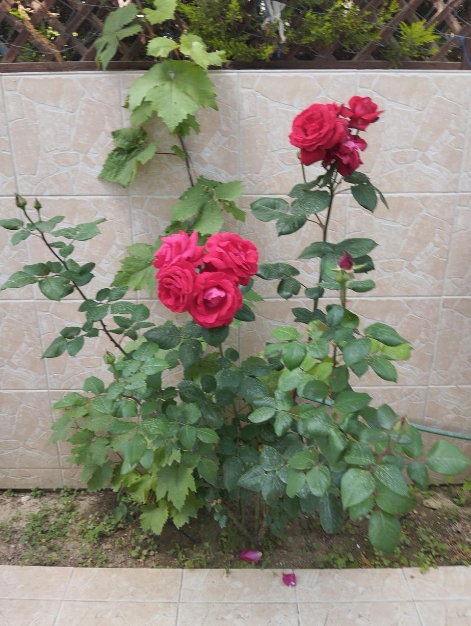 Apartment Mixail 1 Apartment in Halkidiki