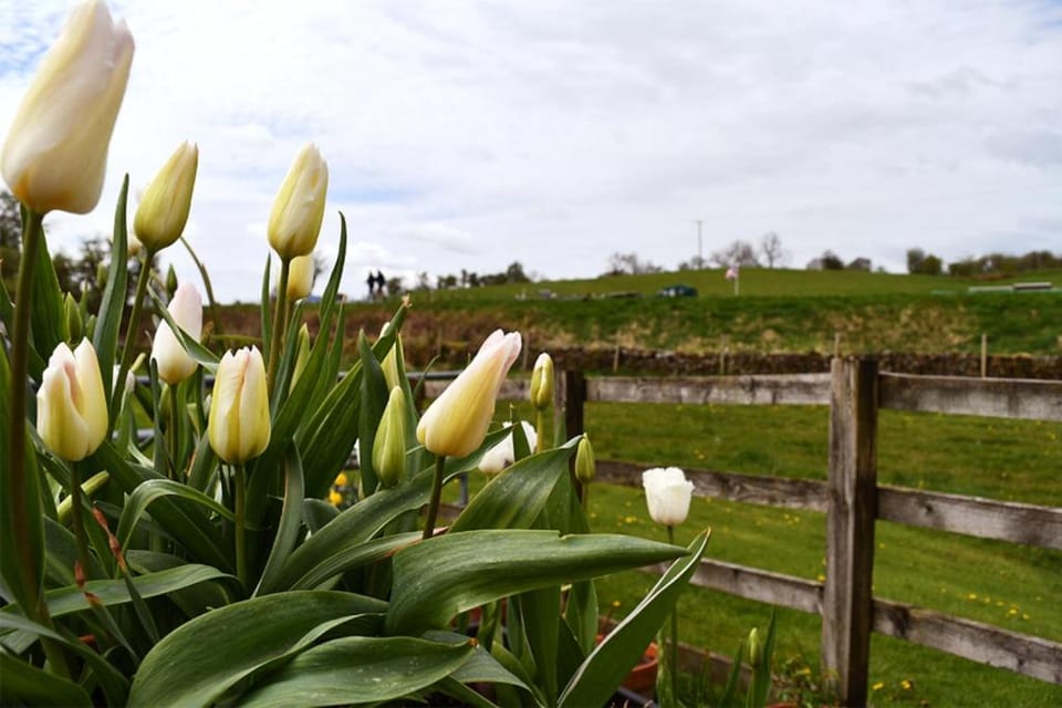 Spring, Garden view