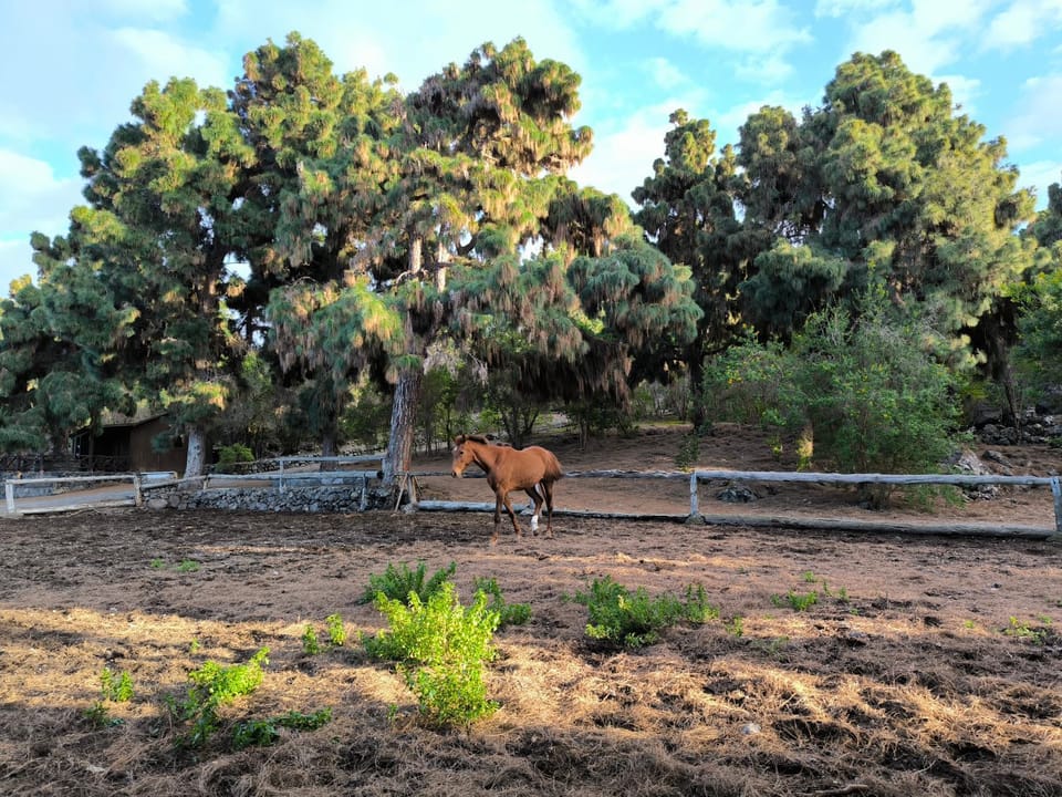 Natural landscape, Animals