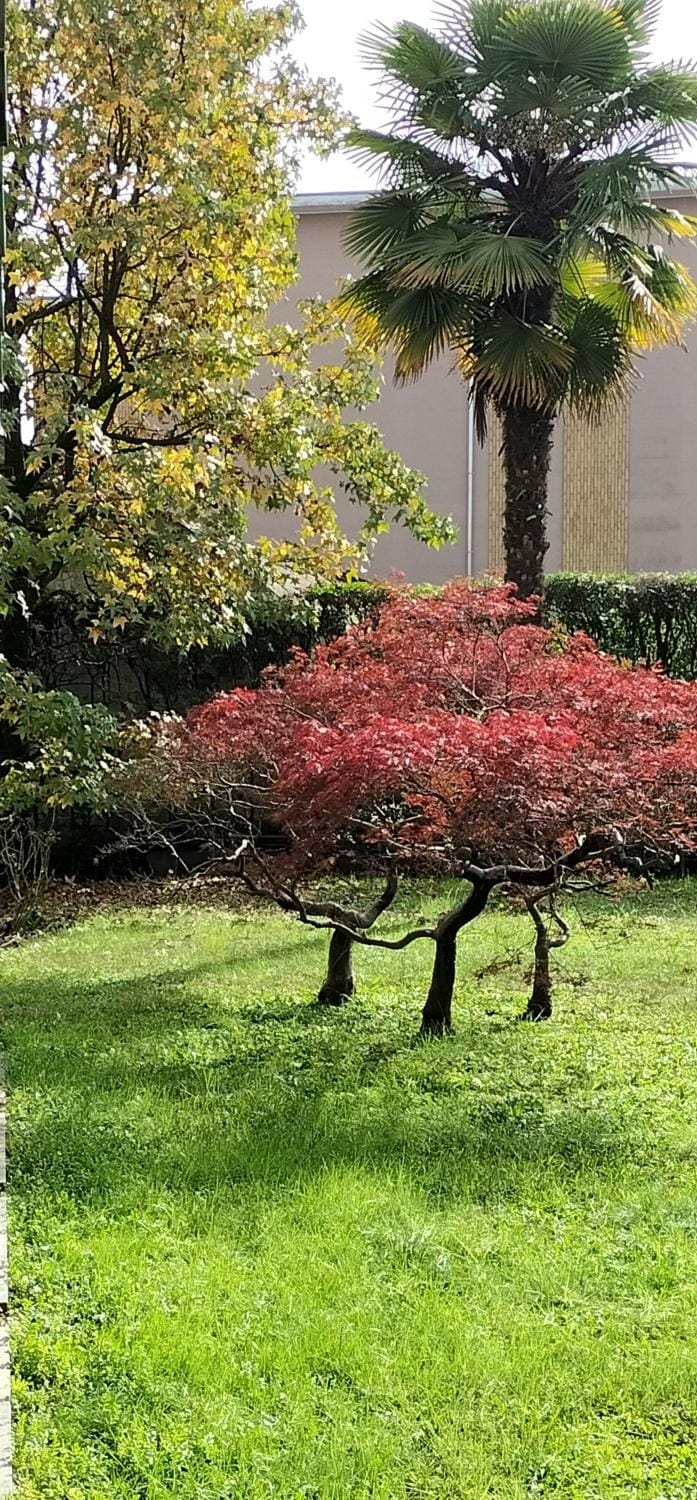 Casa Azalea Apartment in Lainate