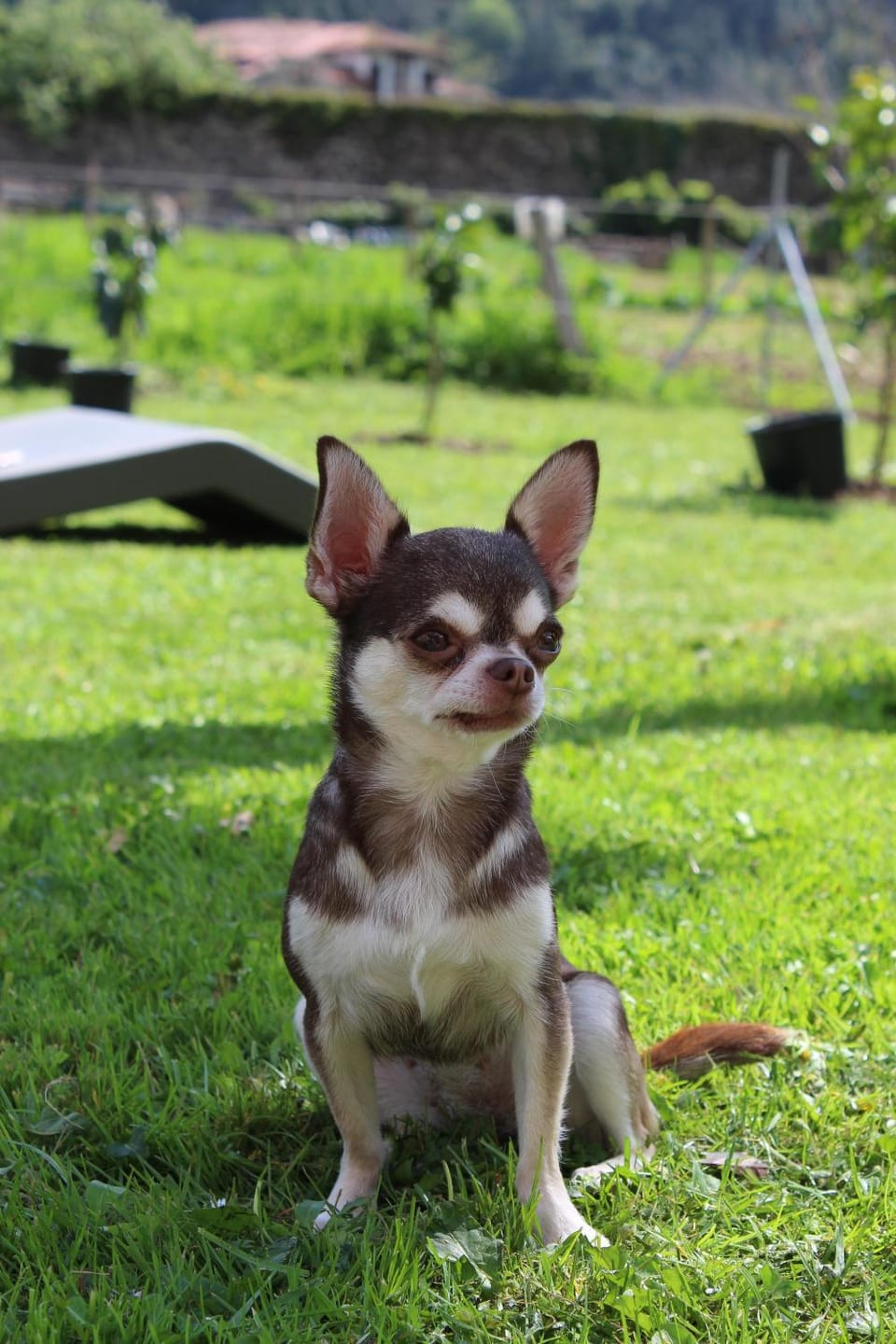 Off site, Garden, Pets, pet friendly, pet friendly