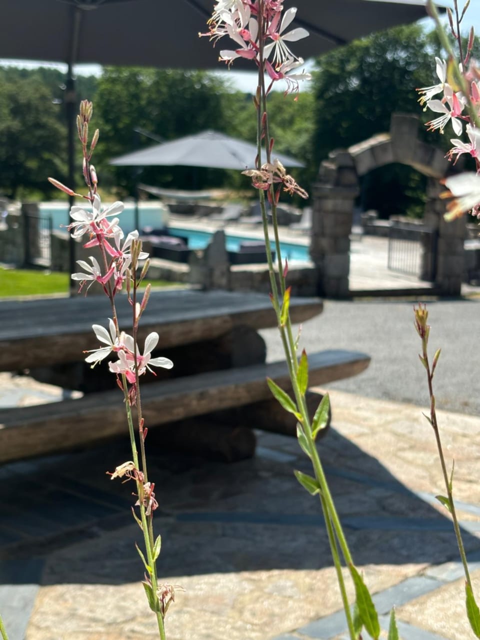 Garden view, Pool view