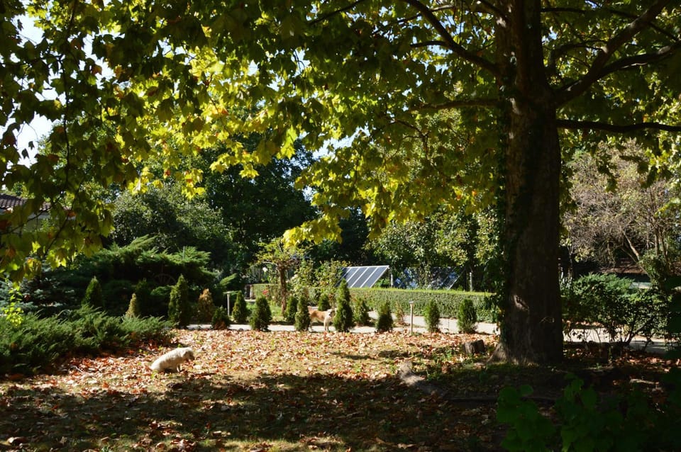 Natural landscape, Garden, Garden view