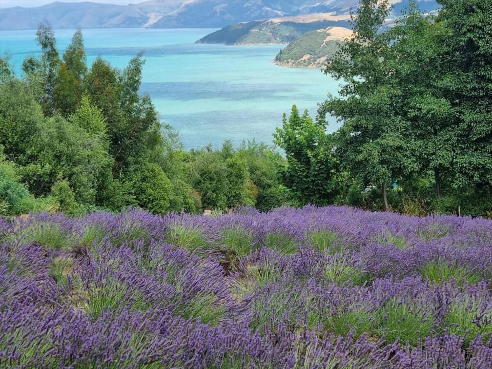 Kūkupa Matairangi at Akaroa Lavender House in Canterbury