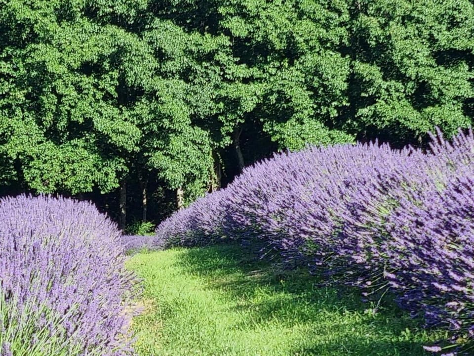 Kūkupa Matairangi at Akaroa Lavender House in Canterbury