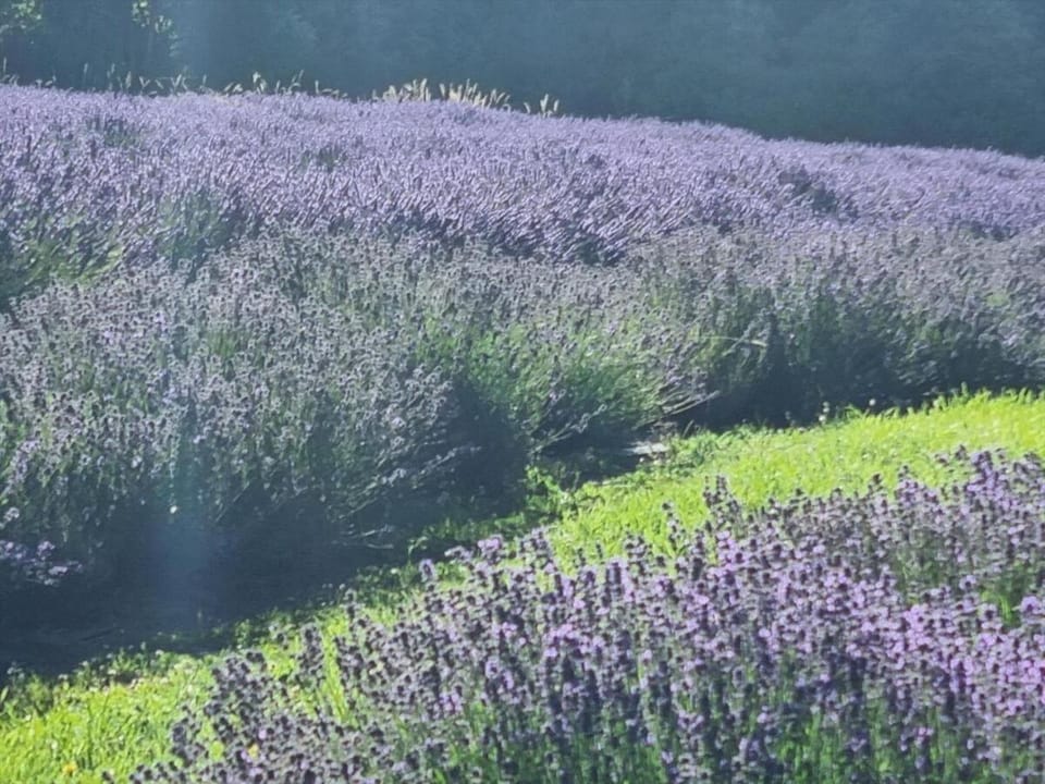 Kūkupa Matairangi at Akaroa Lavender House in Canterbury