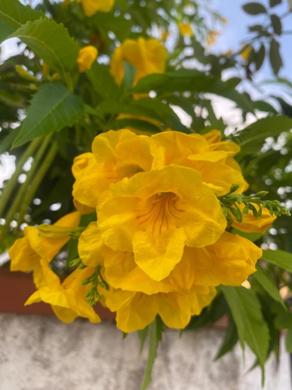 Circeo Mon Amour Apartment in San Felice Circeo