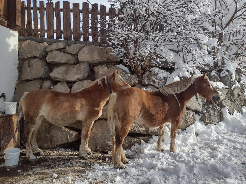 Animals