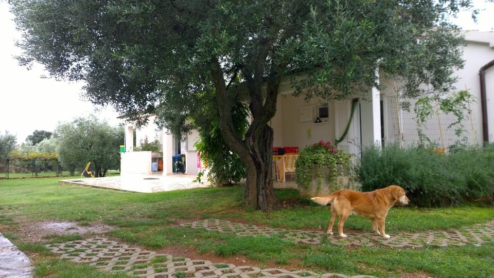 Patio, Facade/entrance, BBQ facilities, Garden, Seating area, Animals, Pets