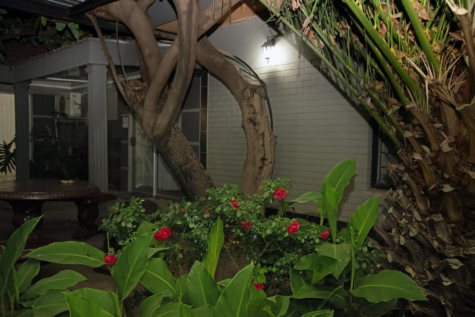 Night, Garden, Garden, Garden view