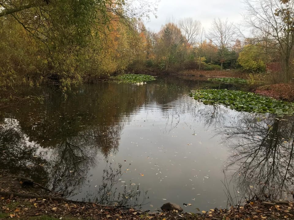 Lake view