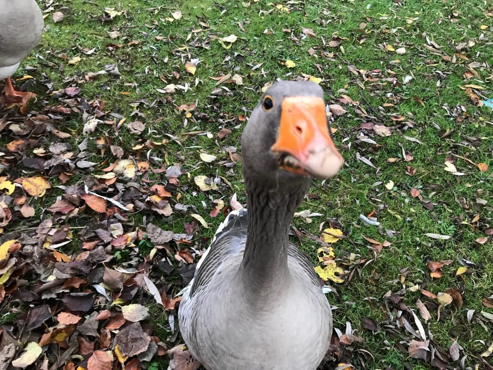 Garden, Animals