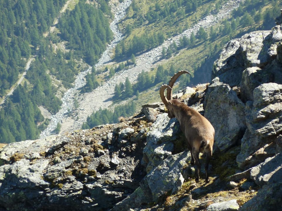 Natural landscape, Animals