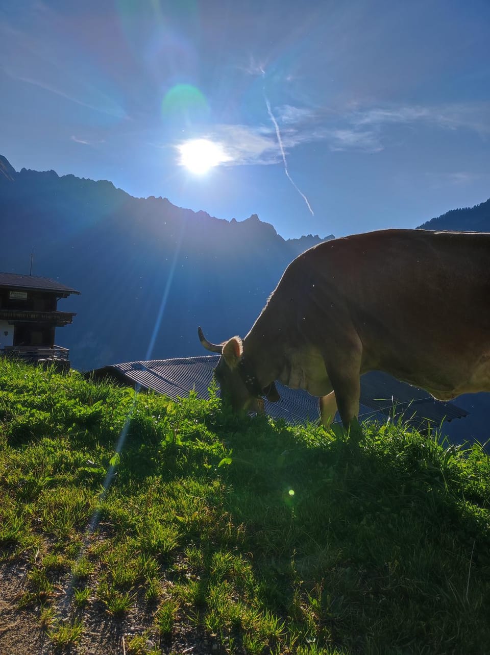 Animals, Mountain view